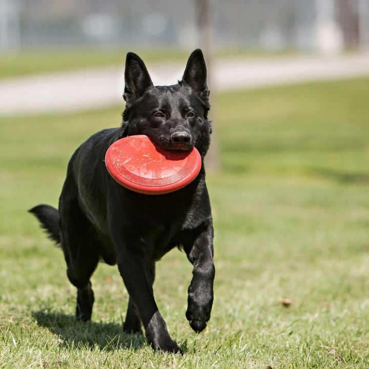 Kong Classic Flyer Dog Toy (2 Sizes) - Happy Hoomans