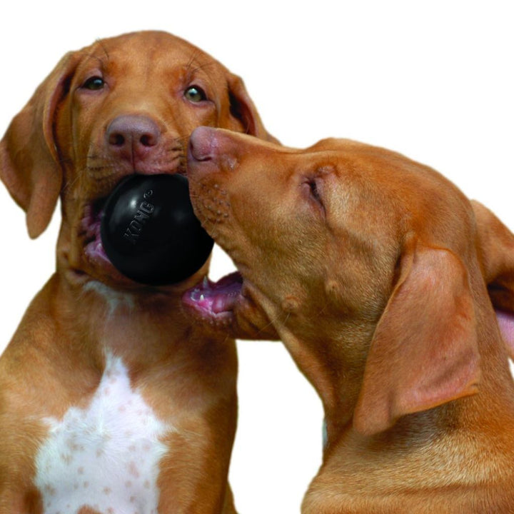 Kong Extreme Ball Dog Toy (2 Sizes) - Happy Hoomans