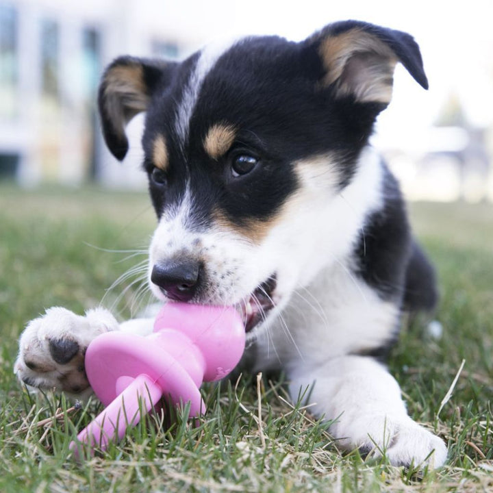 Kong Puppy Binkie Dog Toy (2 Sizes) - Happy Hoomans