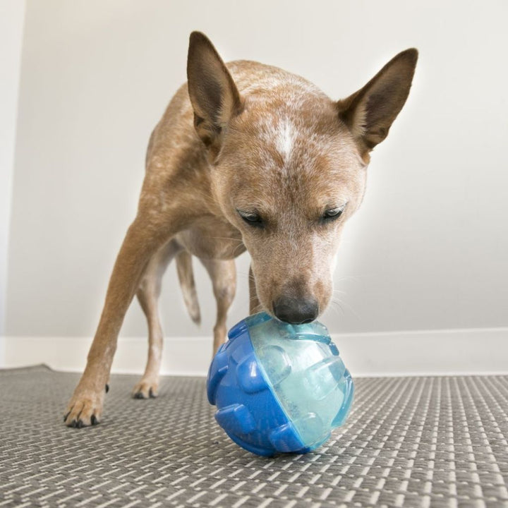 Kong Rewards Ball Dog Toy (2 Sizes) - Happy Hoomans