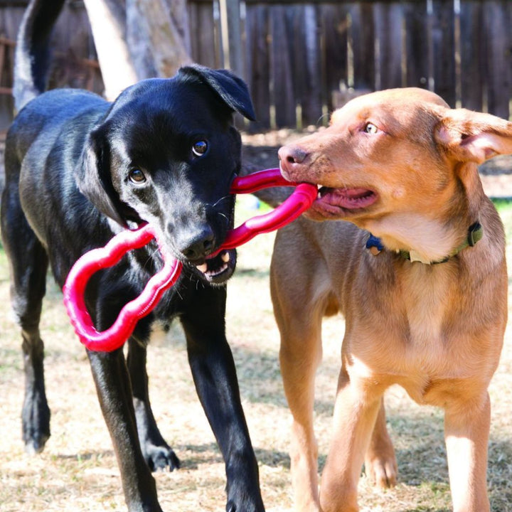 Kong Tug Dog Toy - Happy Hoomans